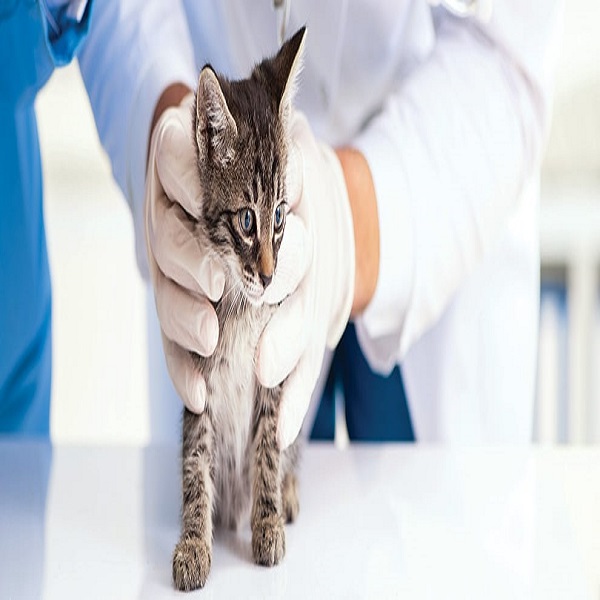 Kodėl svarbu sterilizuoti kates ankstyvame amžiuje?
